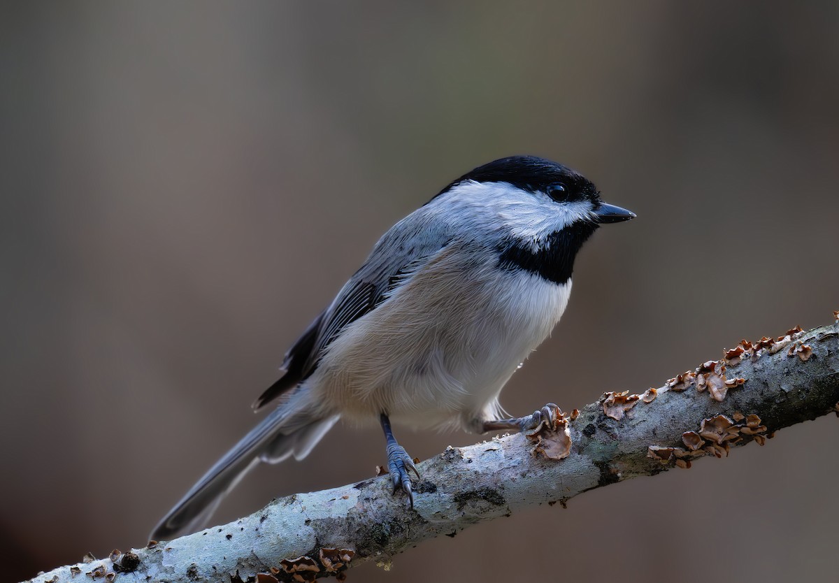 Carolina Chickadee - ML644625583