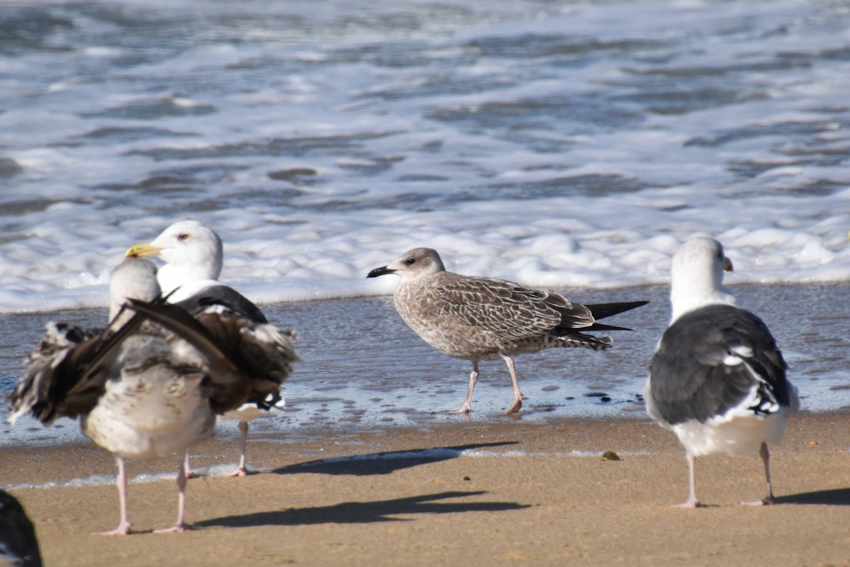 שחף בלתי-מזוהה - ML644625586