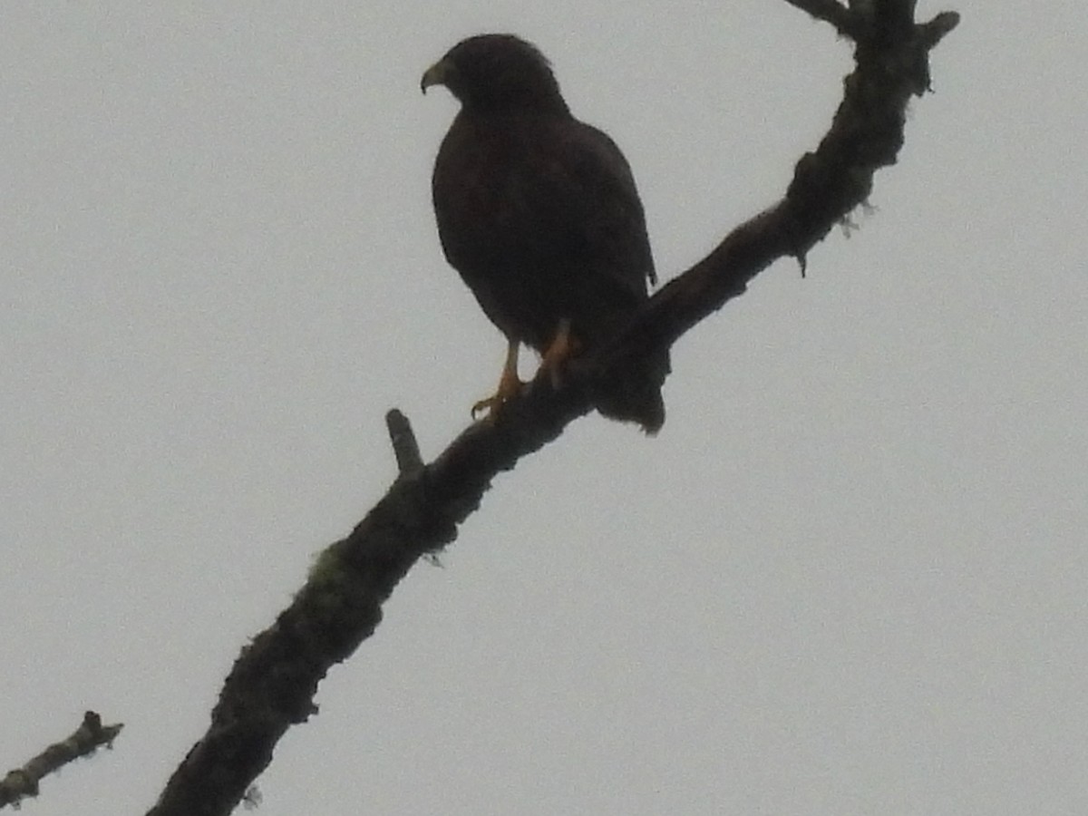 Poiana codarossa - ML644625587