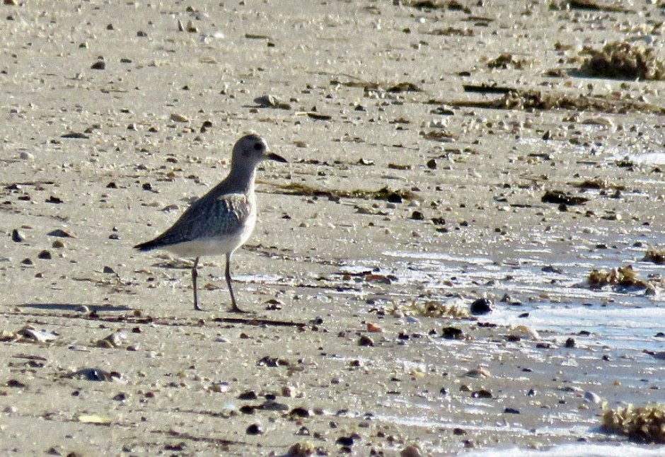 Буурал сүвээ цагаан - ML644625588