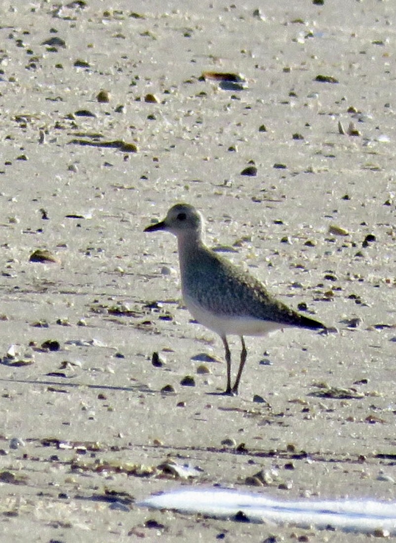 Буурал сүвээ цагаан - ML644625589