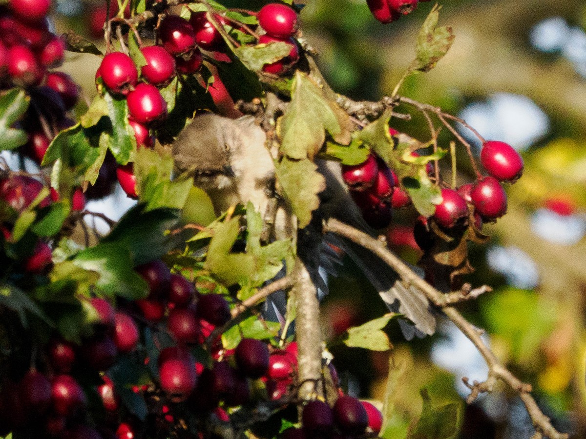 krattmeis - ML644625592