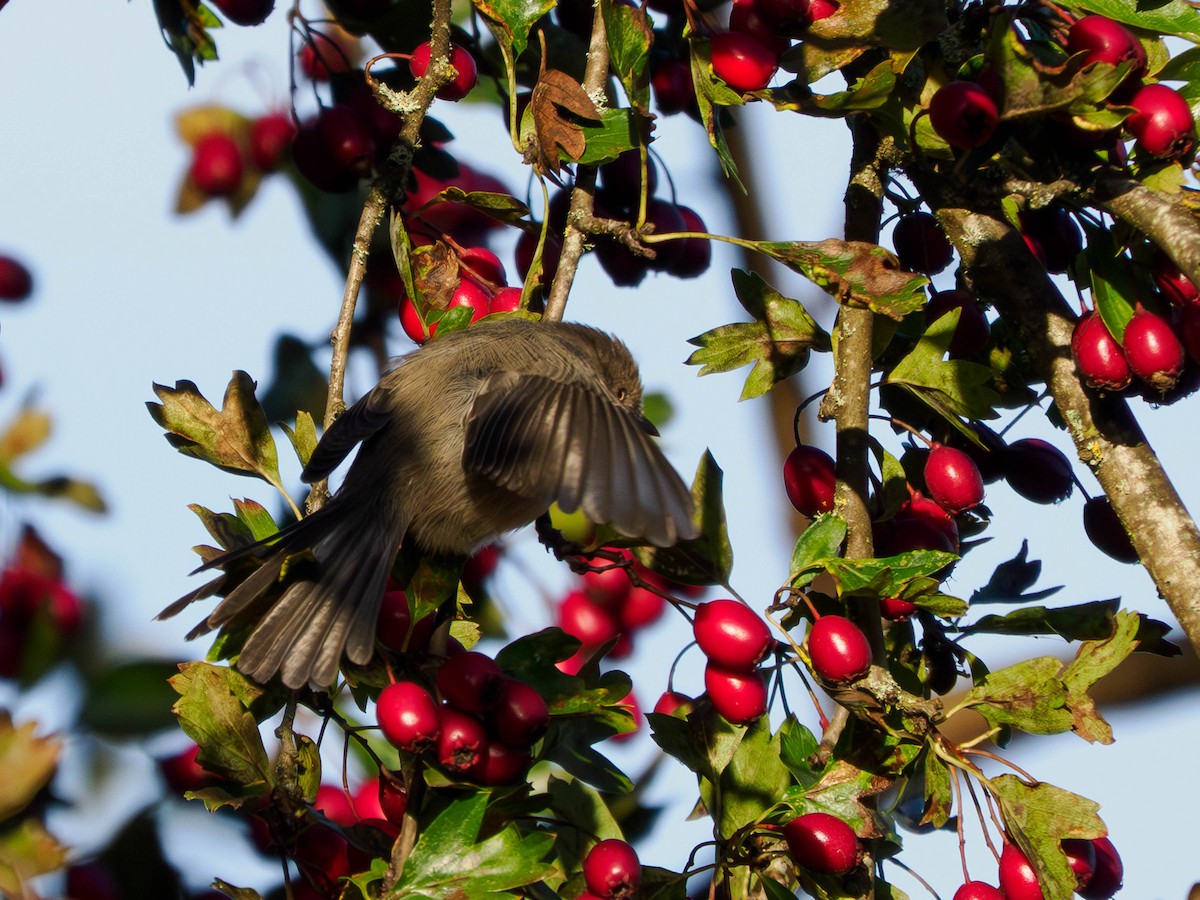 krattmeis - ML644625593