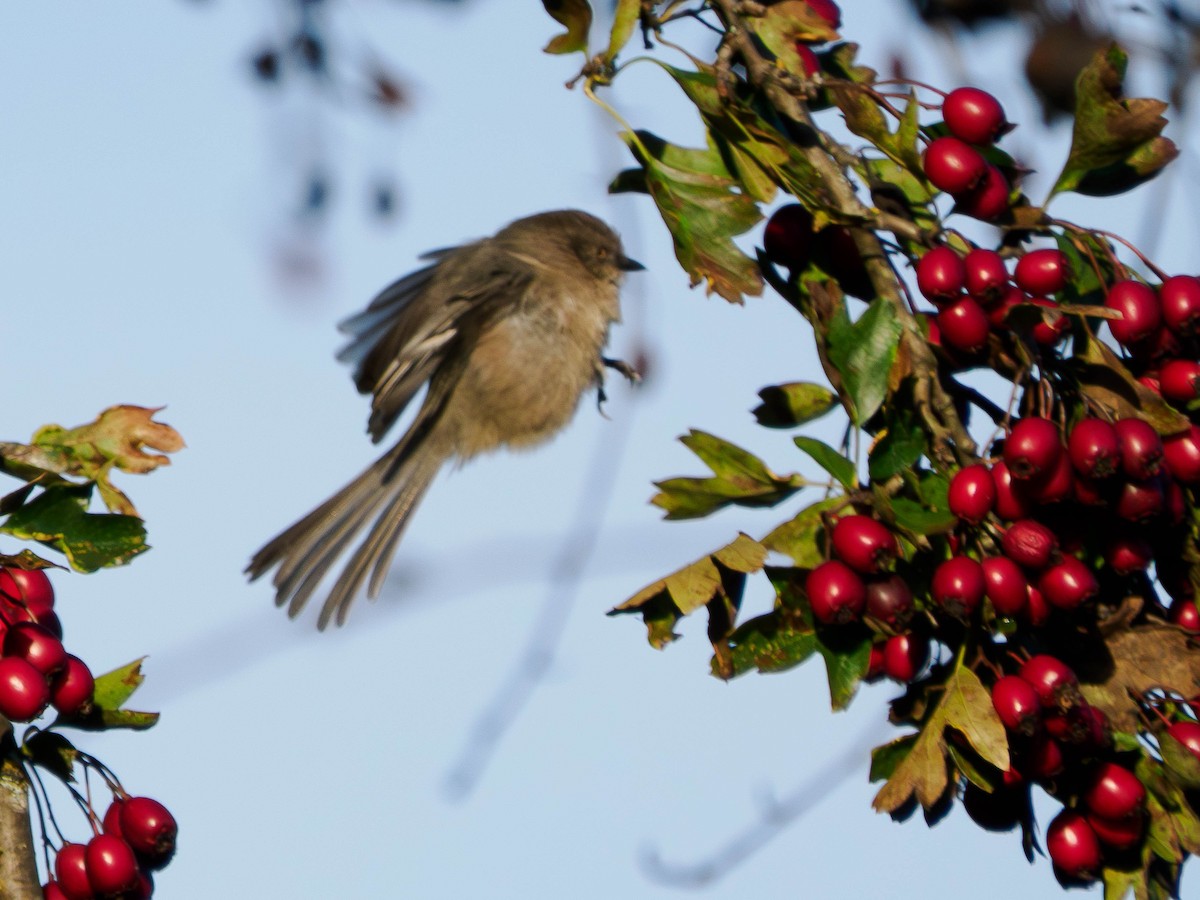 krattmeis - ML644625594