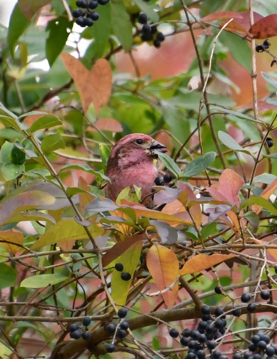 Purple Finch - ML644625601