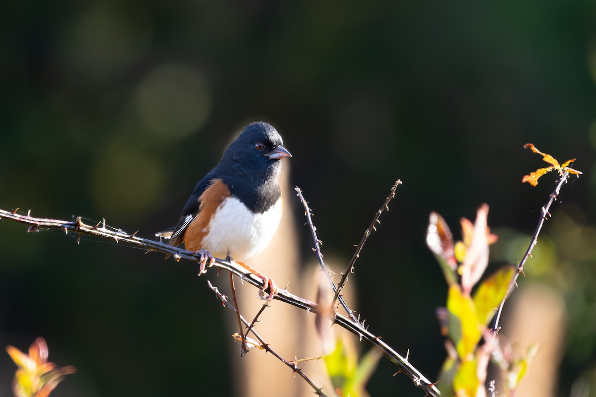 Eastern Towhee - ML644625602