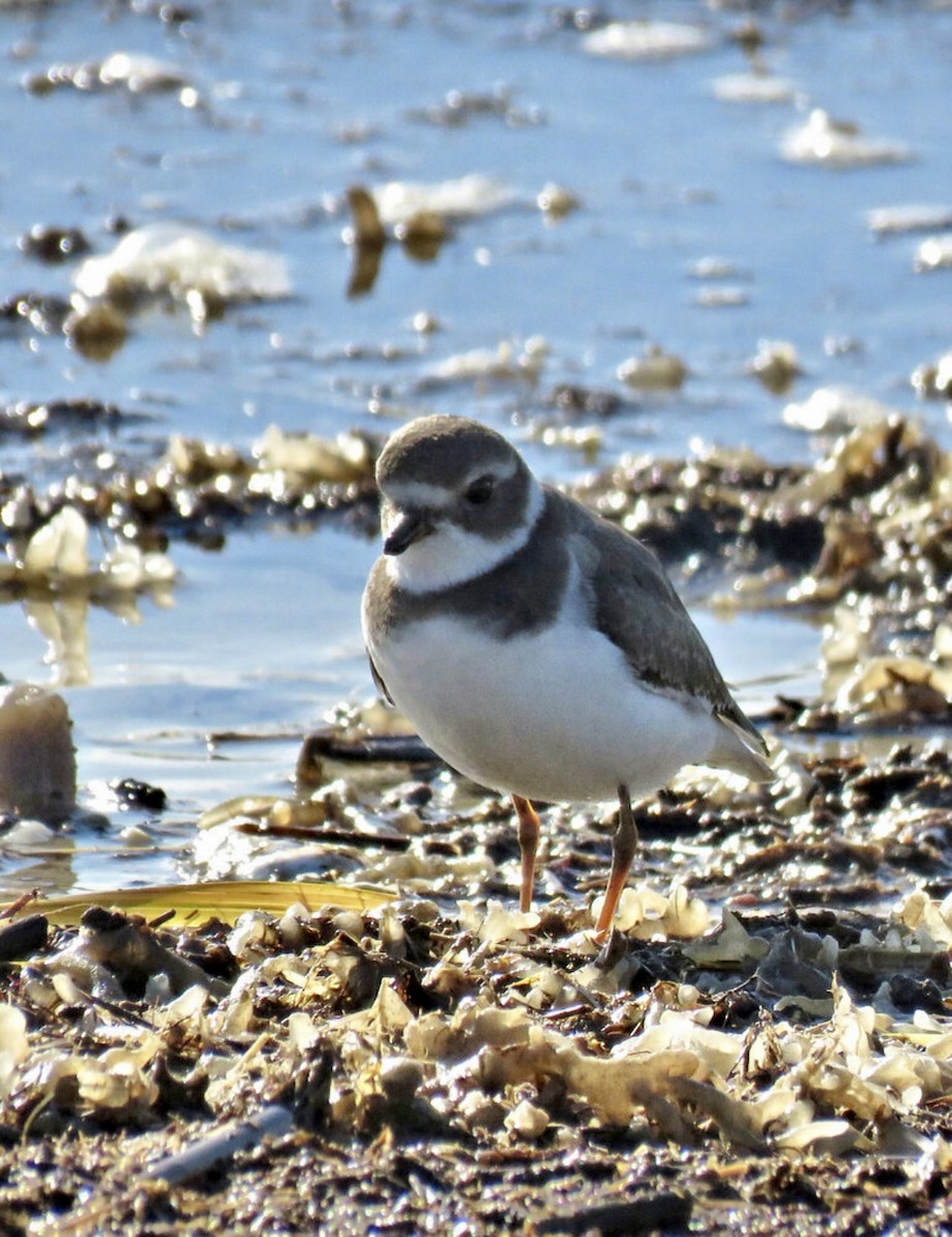 Semipalmated Plover - ML644625603