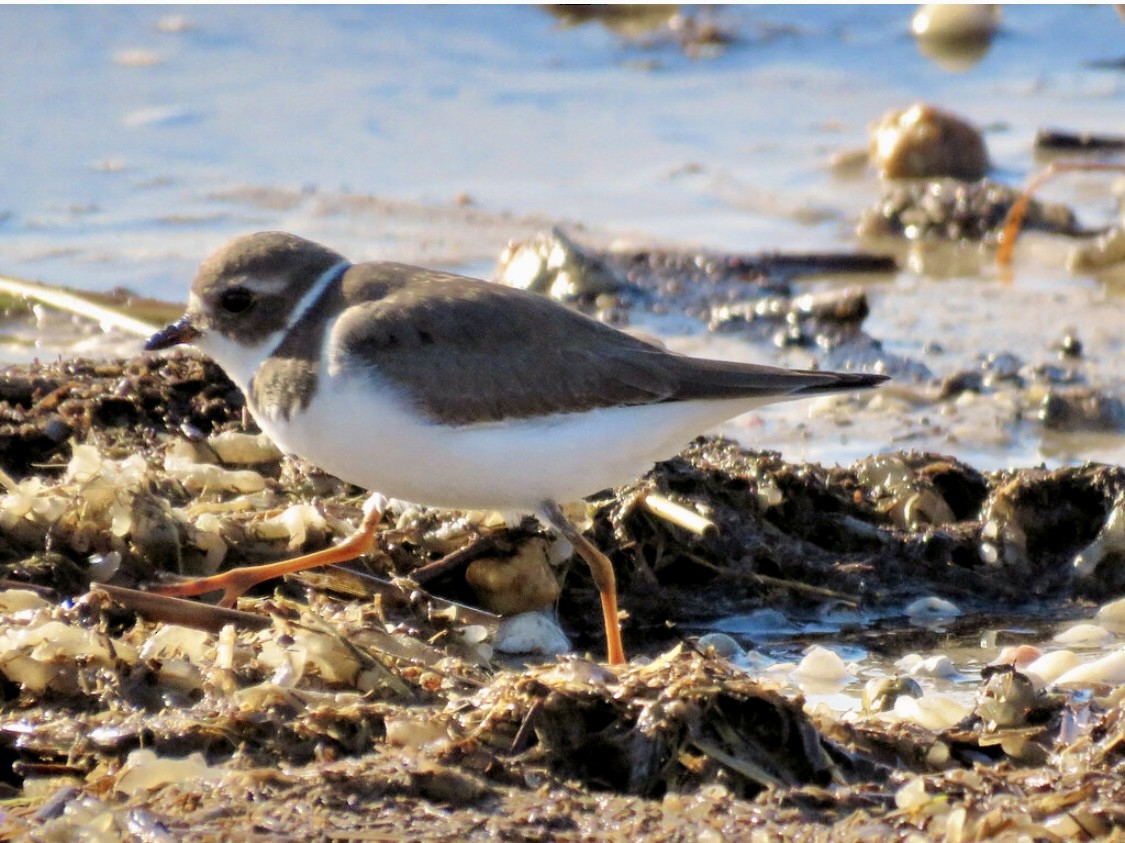 Semipalmated Plover - ML644625604