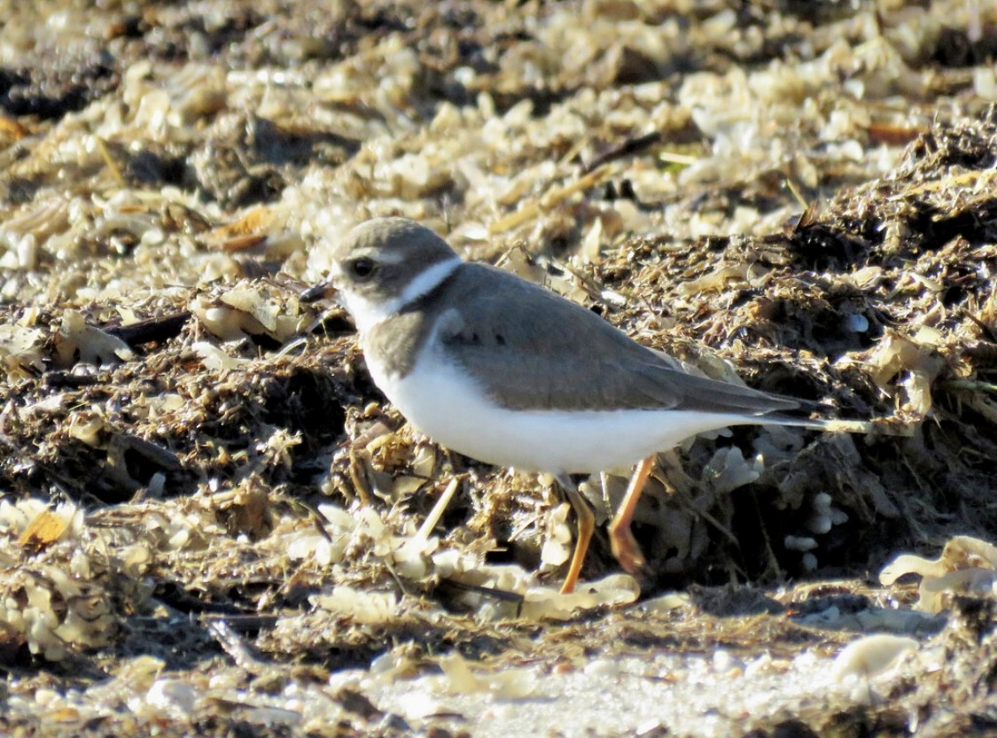 Semipalmated Plover - ML644625605