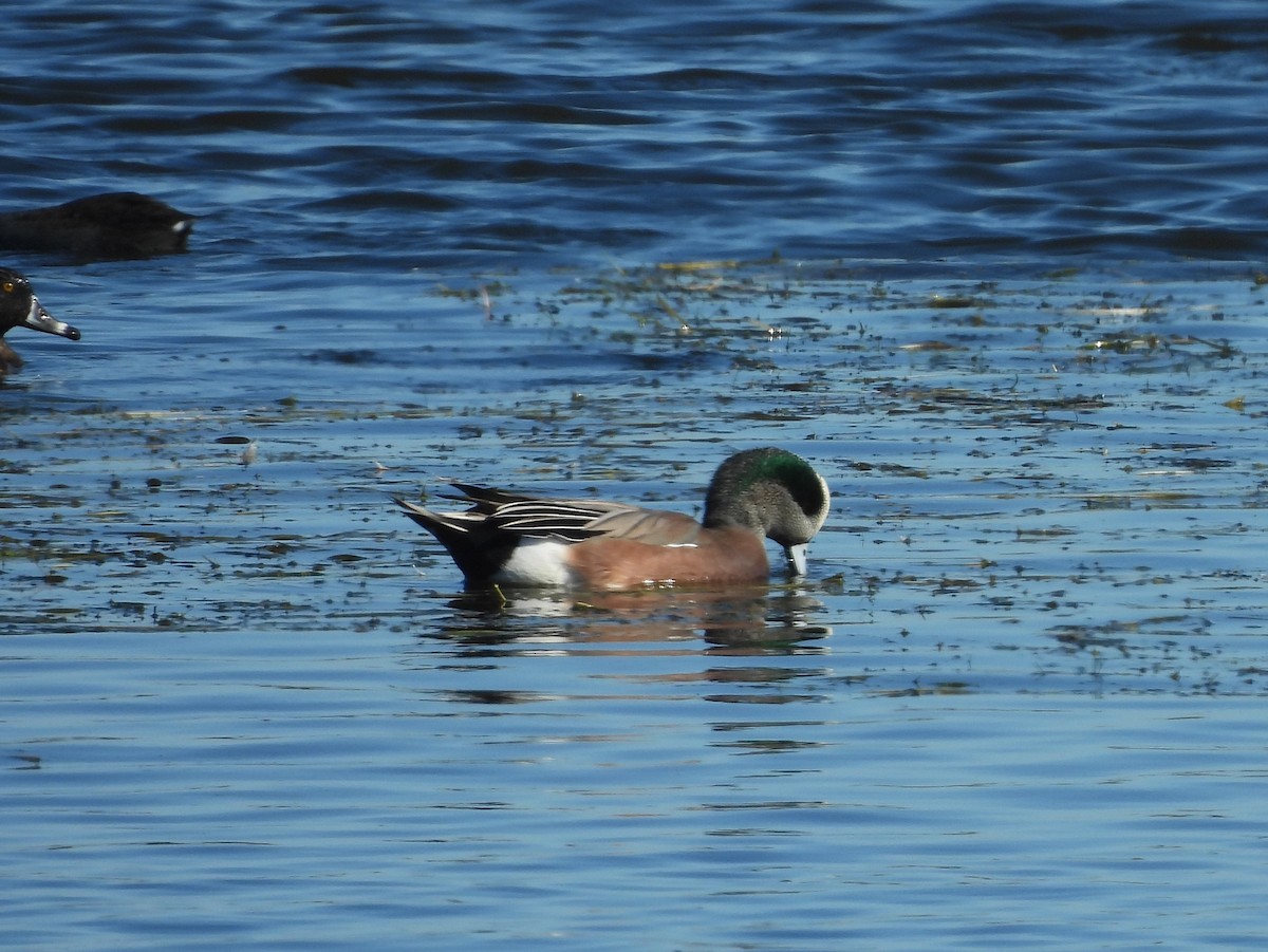 葡萄胸鴨 - ML644625611