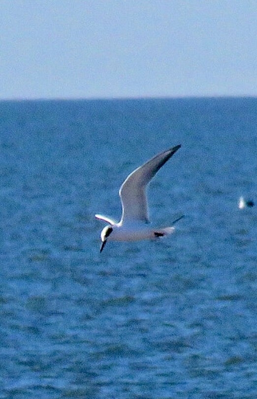 Forsterseeschwalbe - ML644625624