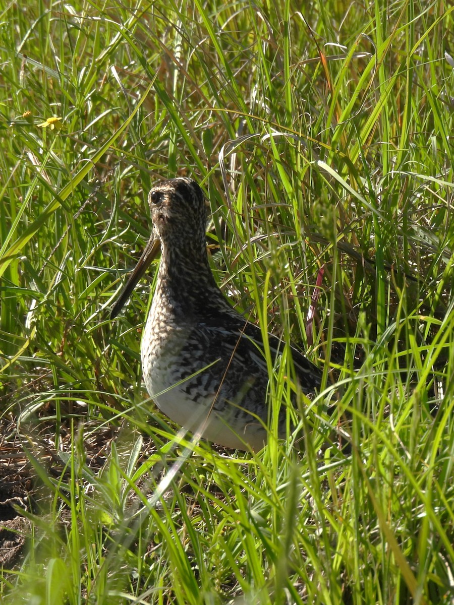 Pantanal Snipe - ML644625633
