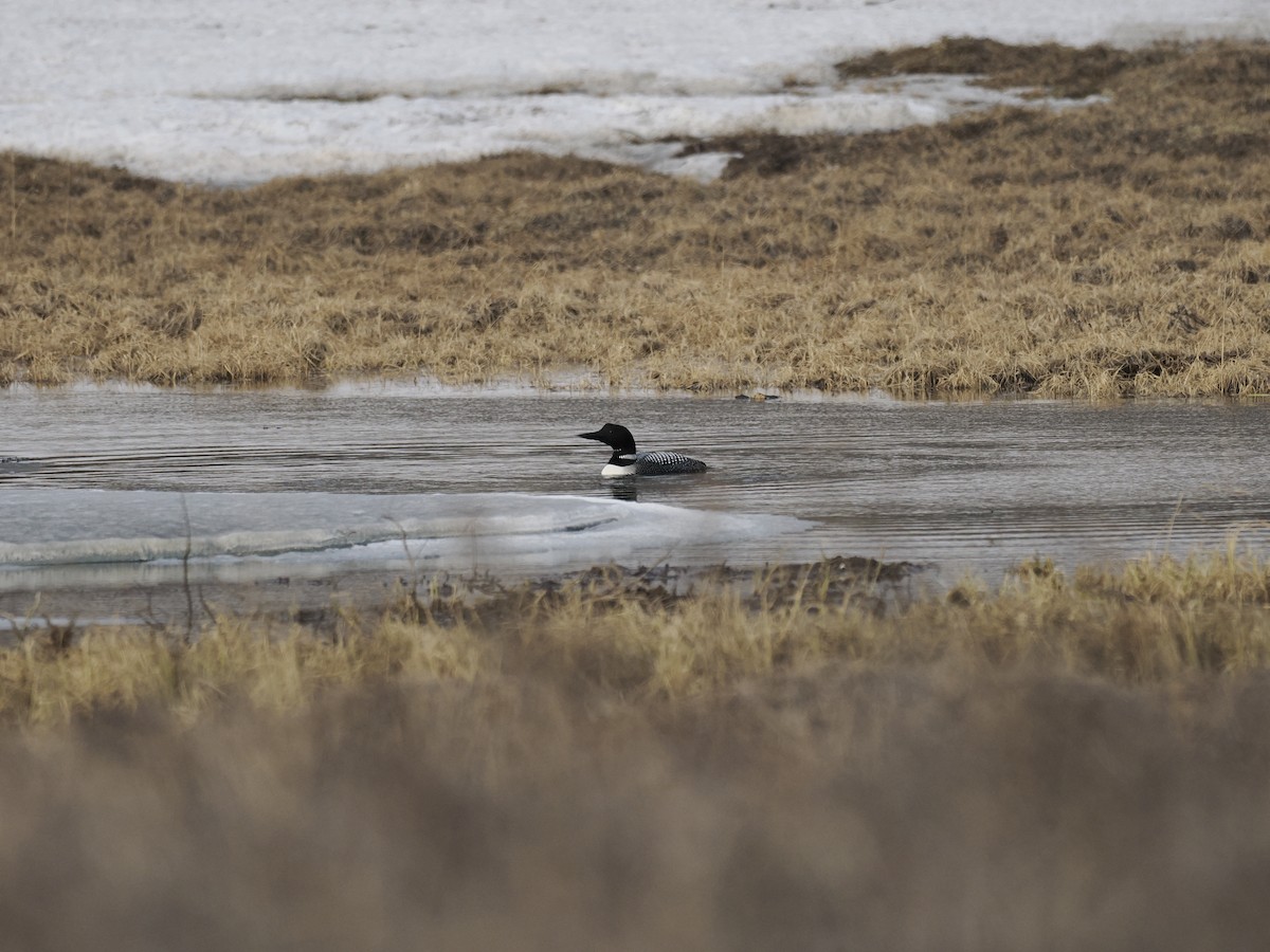 Common Loon - ML644625641