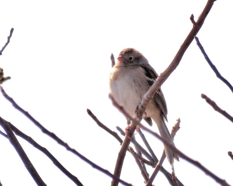 Field Sparrow - ML644625642