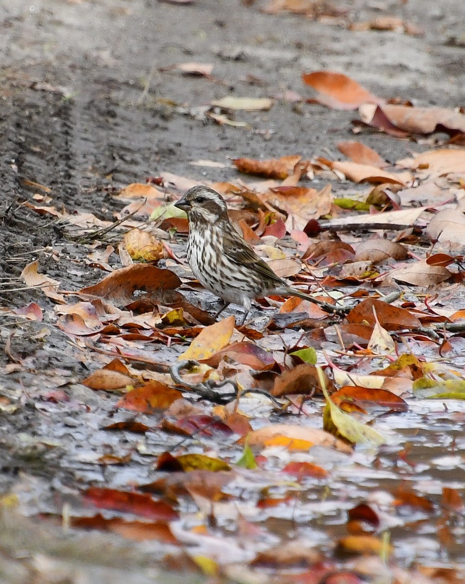 Purple Finch - ML644625643