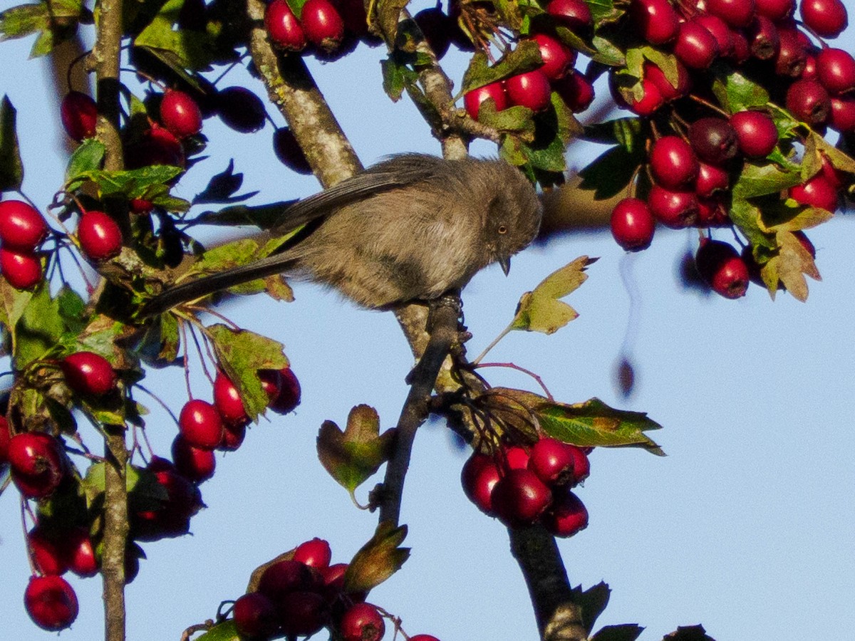 krattmeis - ML644625645