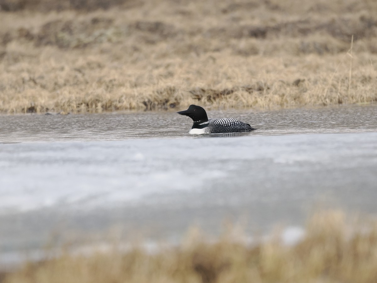 Common Loon - ML644625654