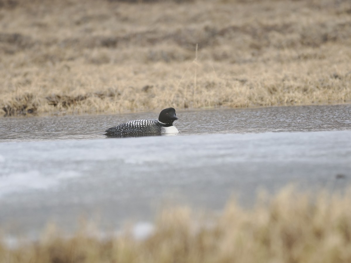 Common Loon - ML644625655