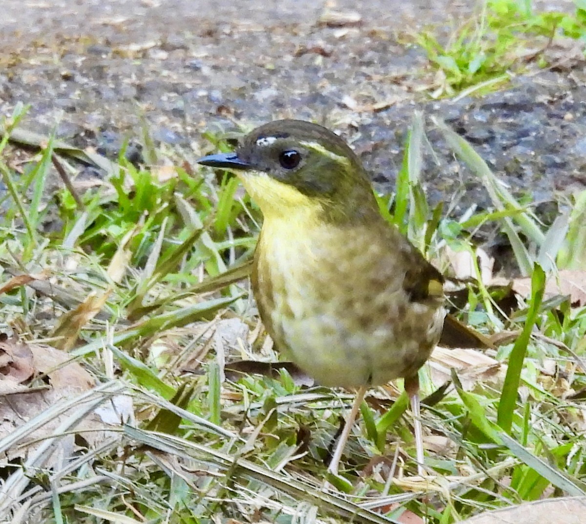 Yellow-throated Scrubwren - ML644625670