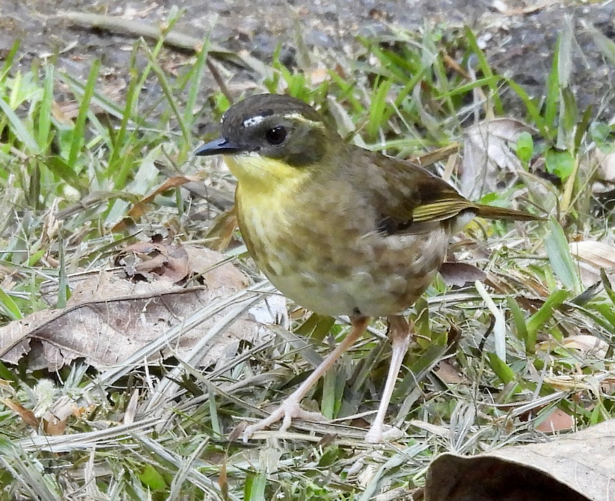 Yellow-throated Scrubwren - ML644625671
