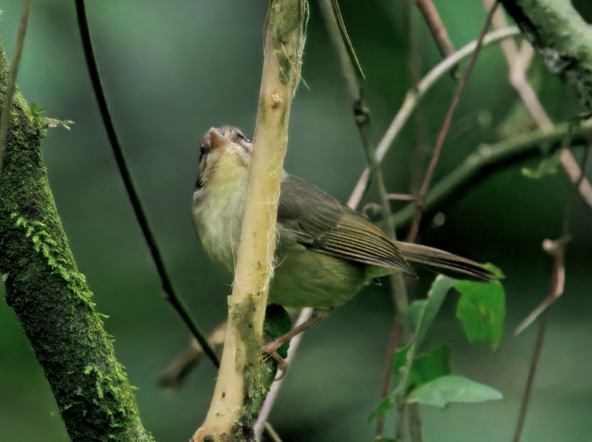 Costa Rican Warbler - ML644625674