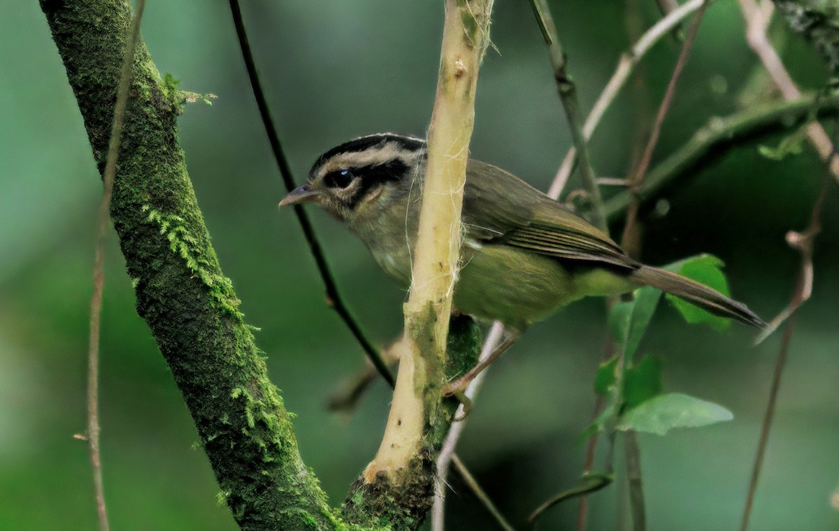 Costa Rican Warbler - ML644625675