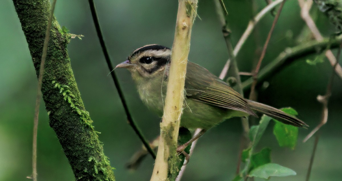 Costa Rican Warbler - ML644625676
