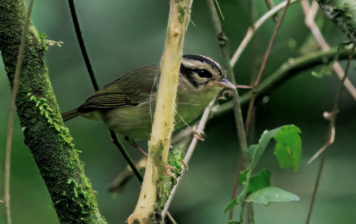 Costa Rican Warbler - ML644625677