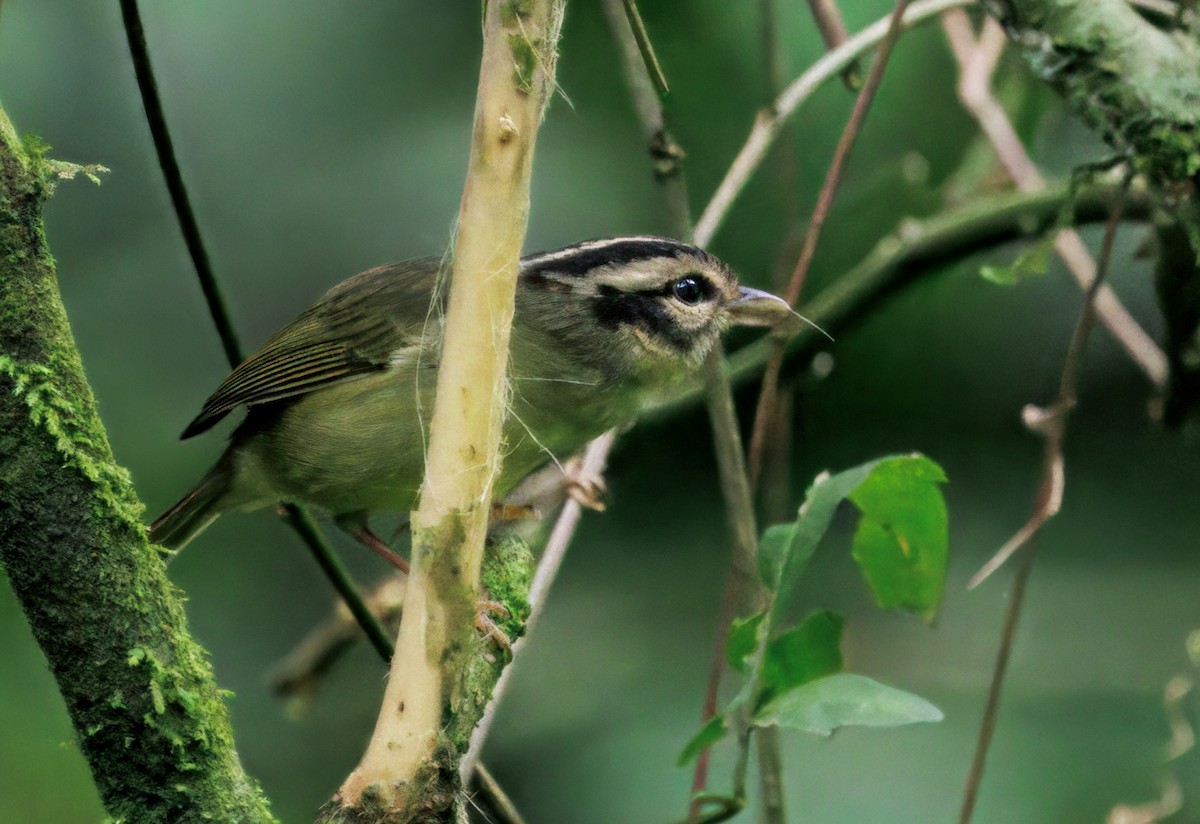 Costa Rican Warbler - ML644625678