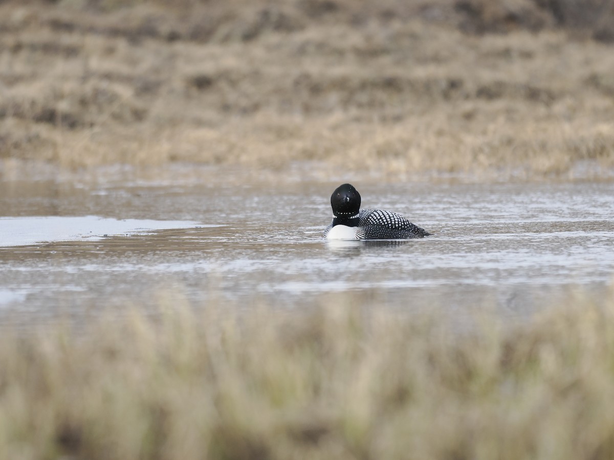Common Loon - ML644625680