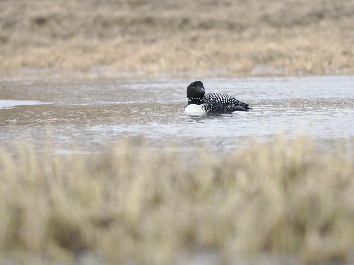 Common Loon - ML644625696