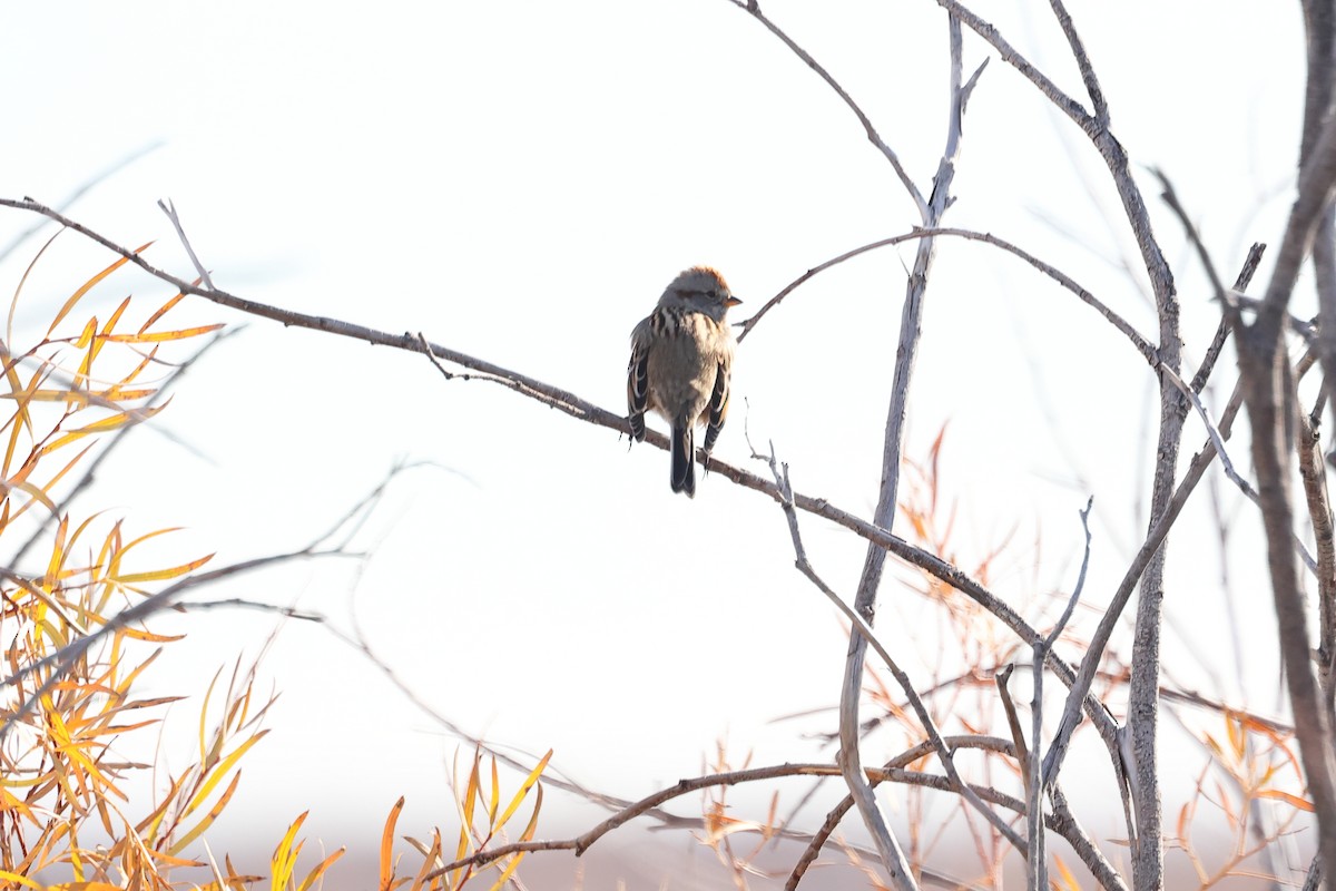 ムナフヒメドリ - ML644625698