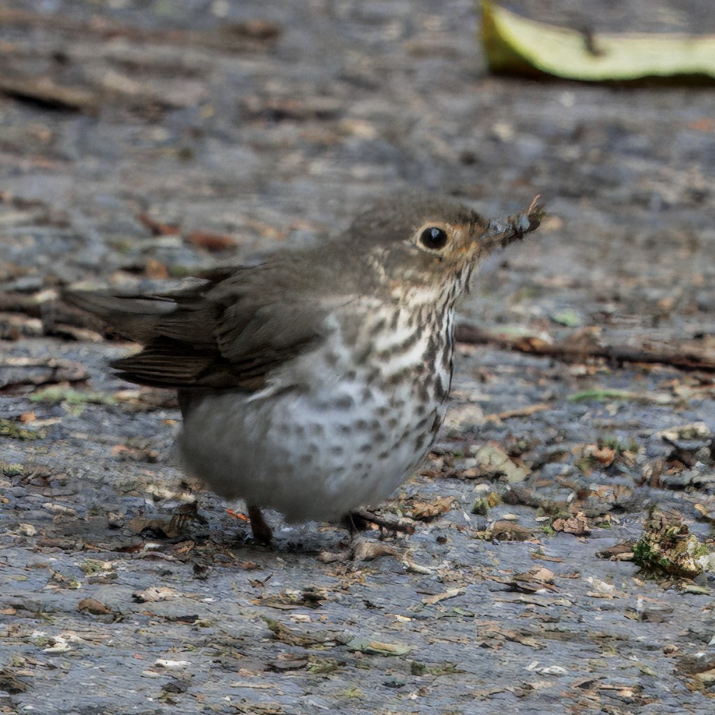 Swainson's Thrush - ML644625699