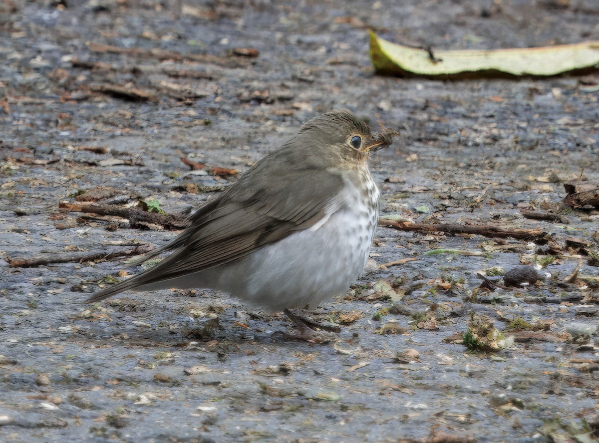 Swainson's Thrush - ML644625700