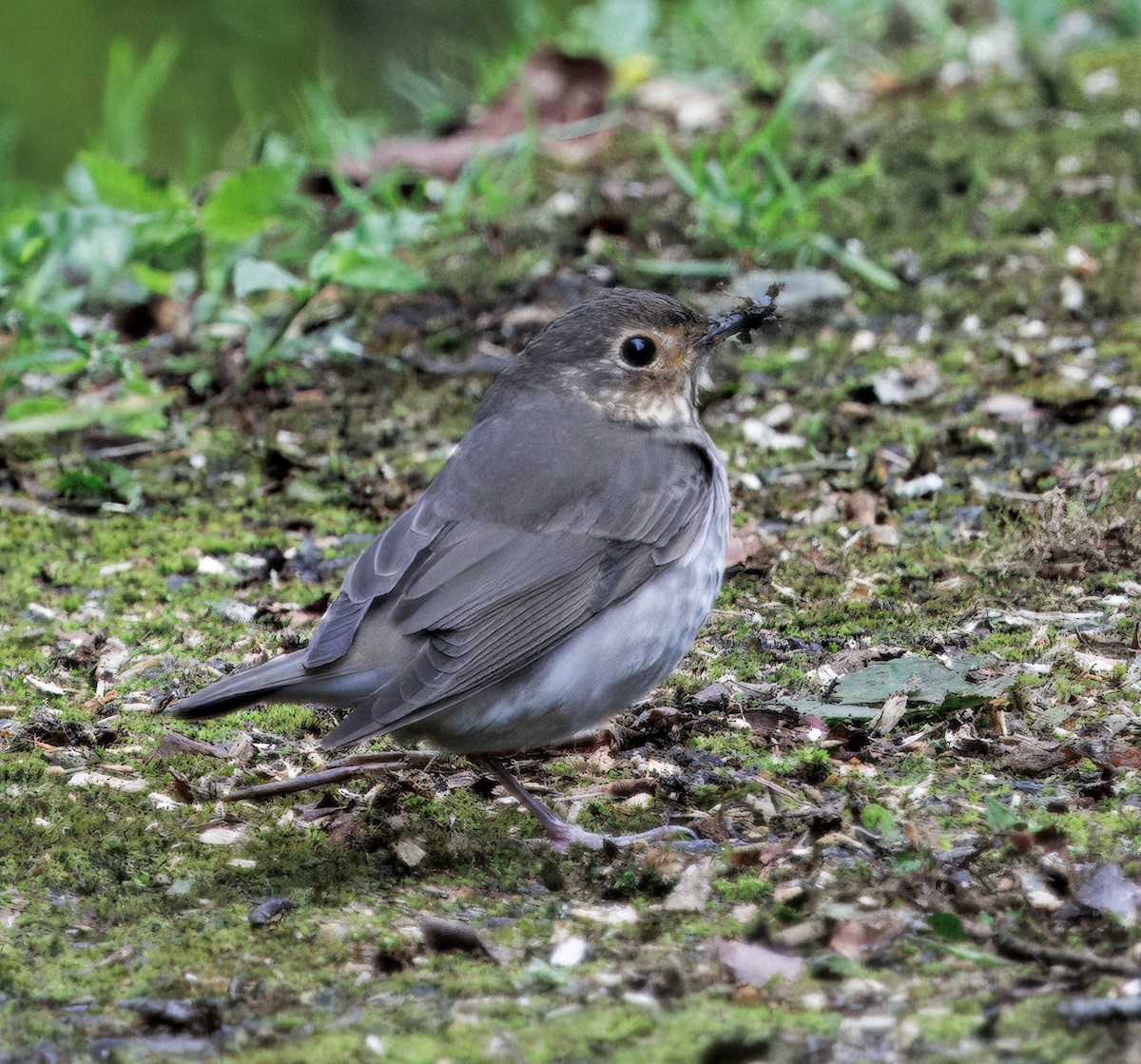 Swainson's Thrush - ML644625701