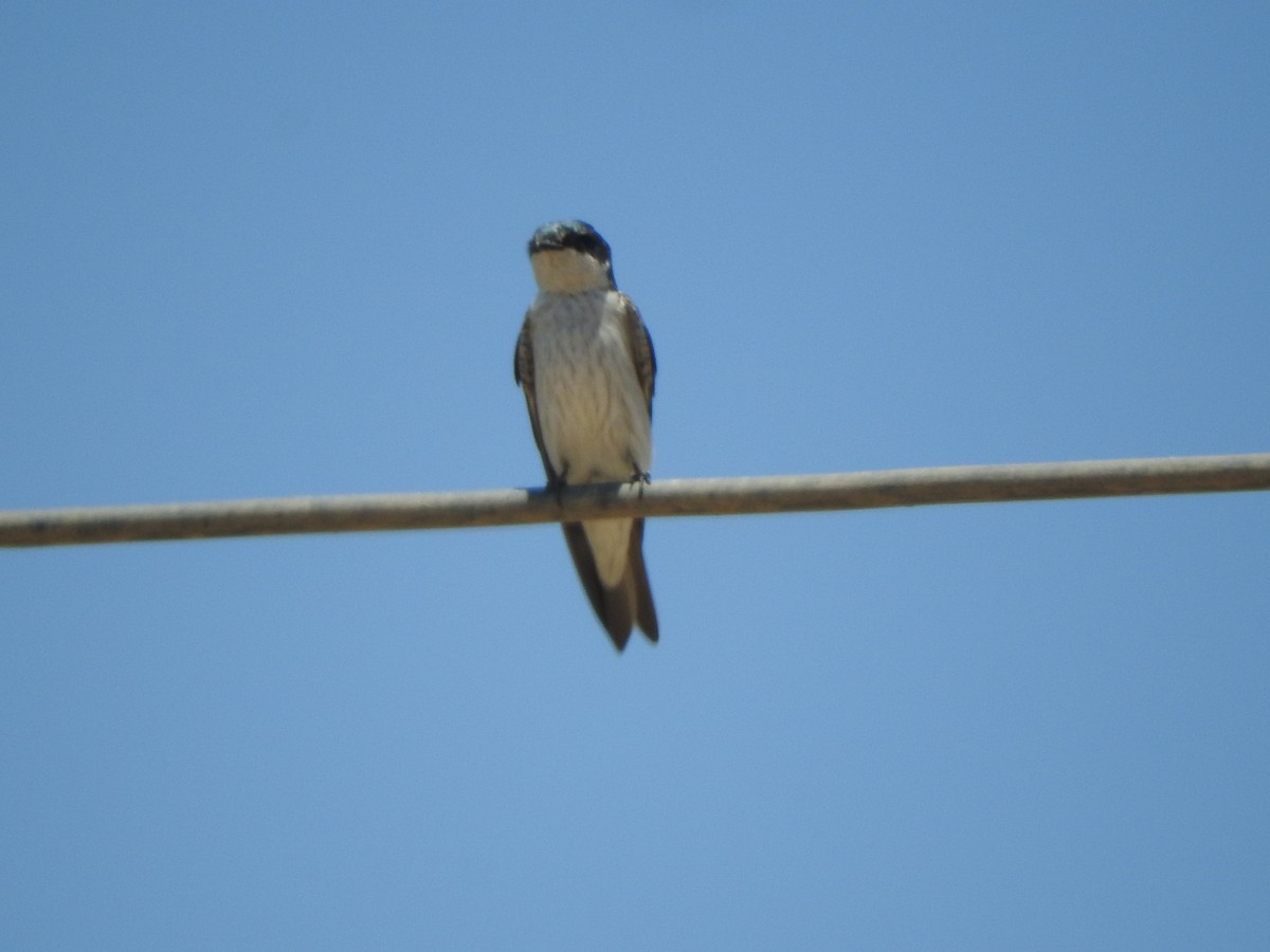 Tumbes Swallow - ML644625709