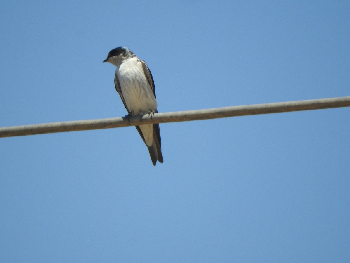 Tumbes Swallow - ML644625711