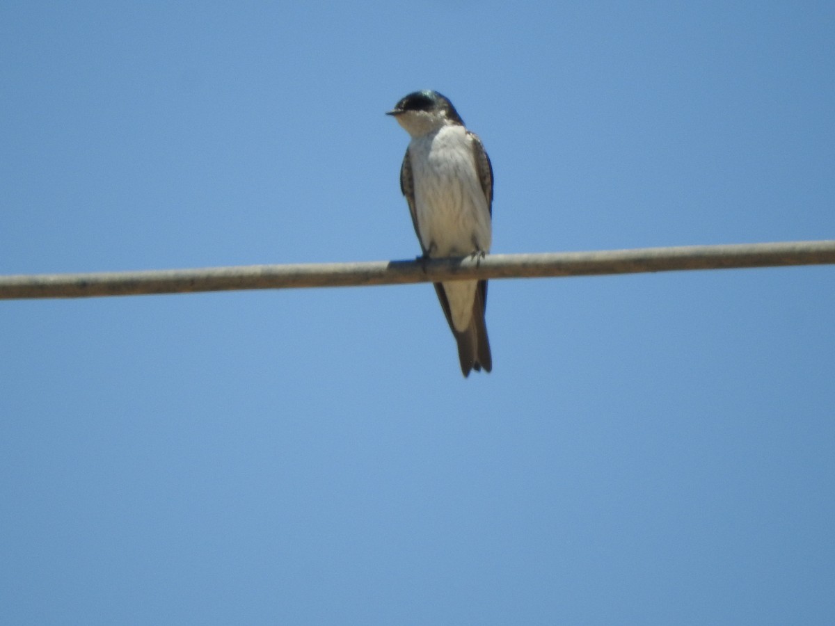 Tumbes Swallow - ML644625712