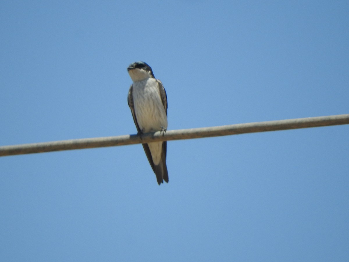 Tumbes Swallow - ML644625713