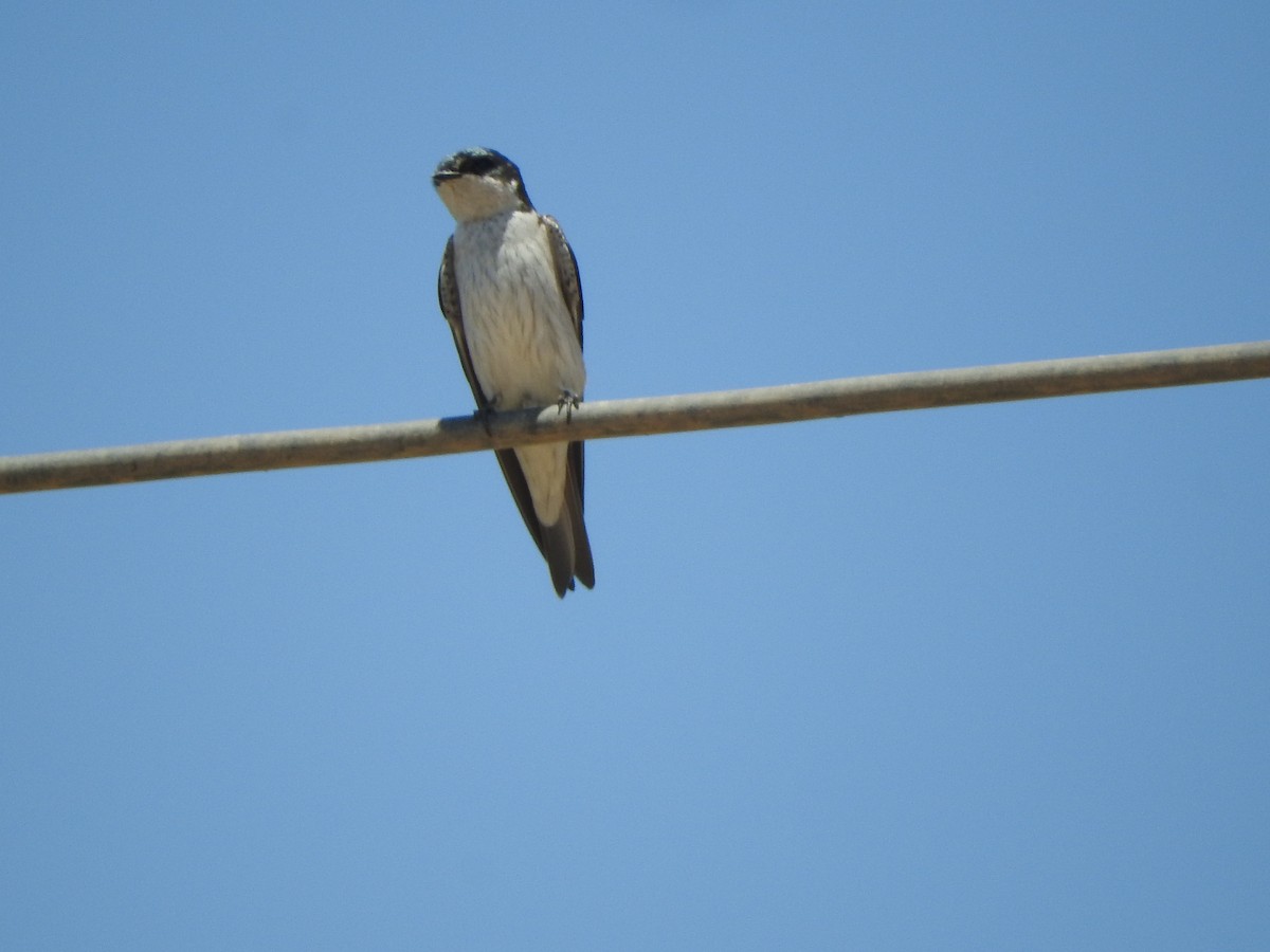 Tumbes Swallow - ML644625714