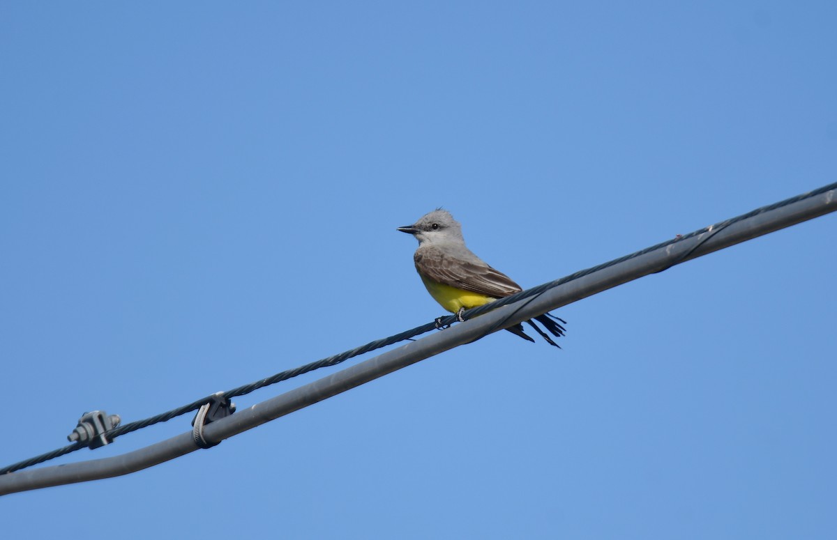Western Kingbird - ML644625715
