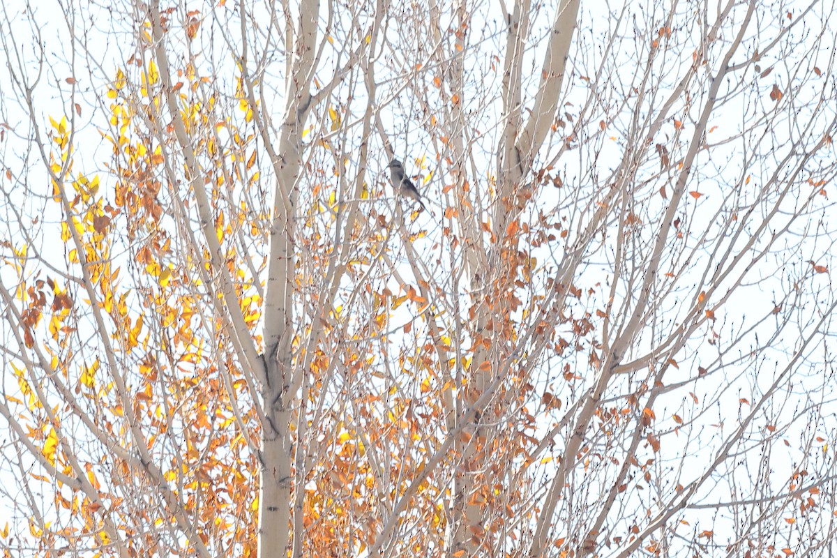 ťuhýk severní - ML644625716