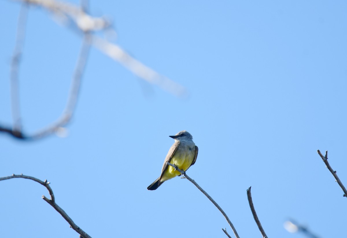 Western Kingbird - ML644625717