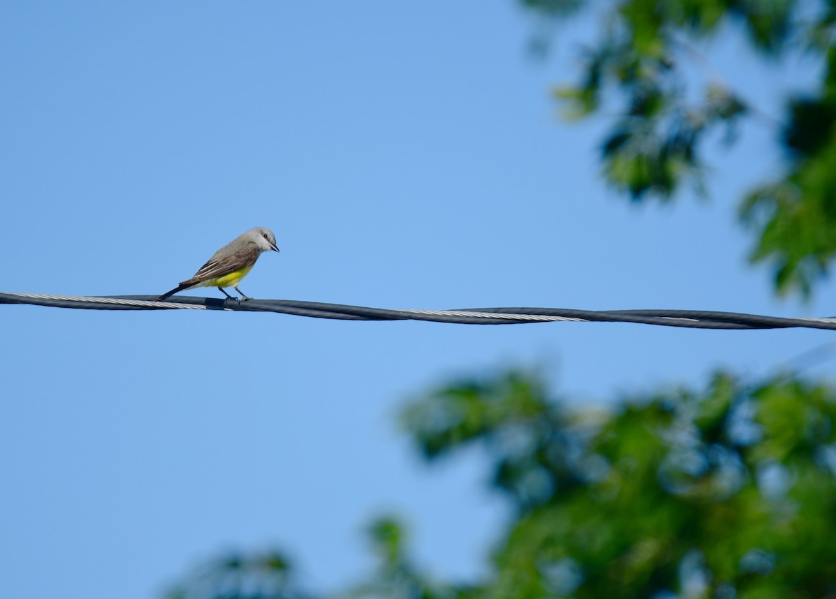Western Kingbird - ML644625718
