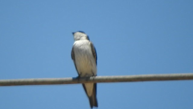 Tumbes Swallow - ML644625719