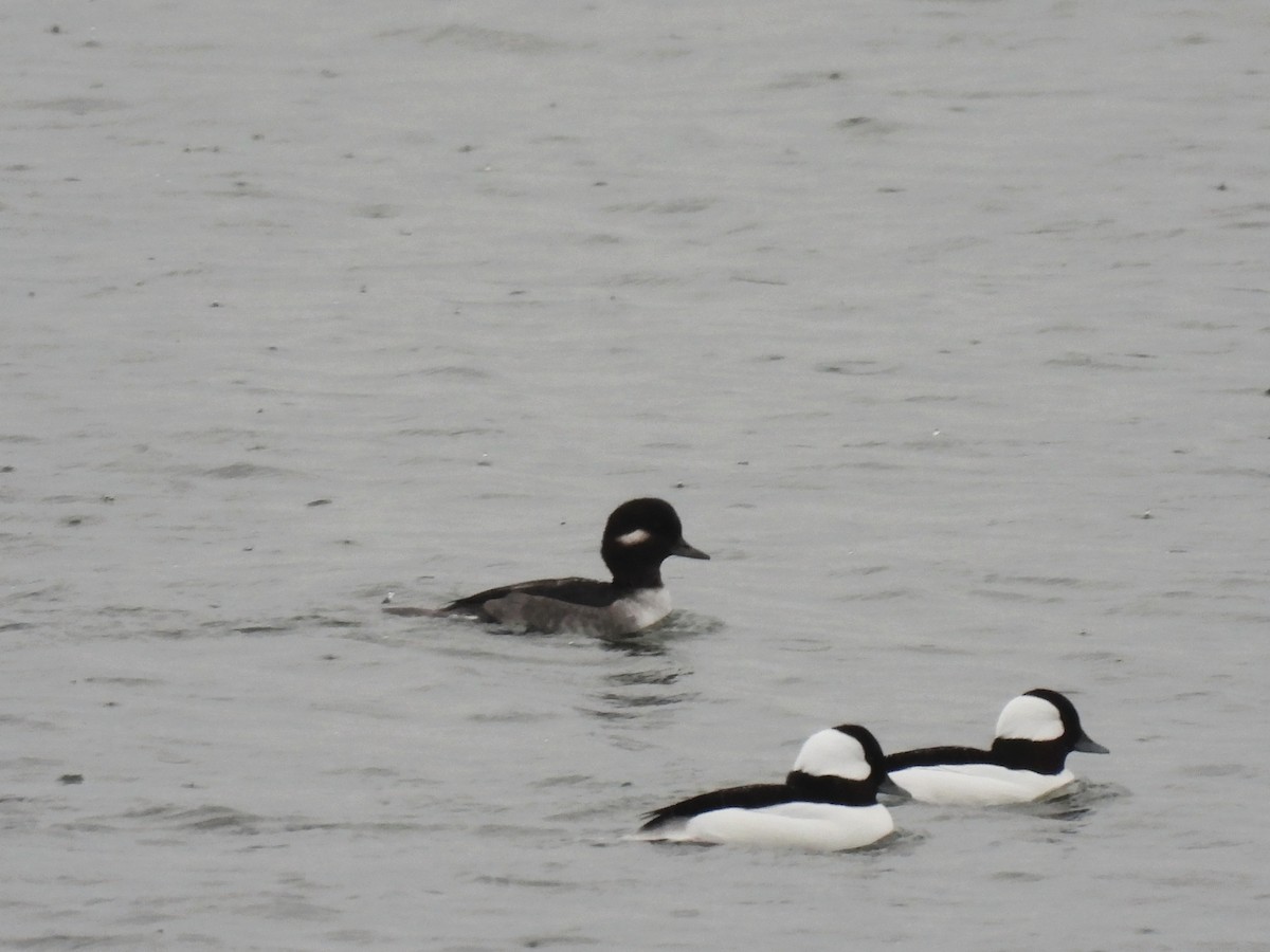 Bufflehead - ML644625720