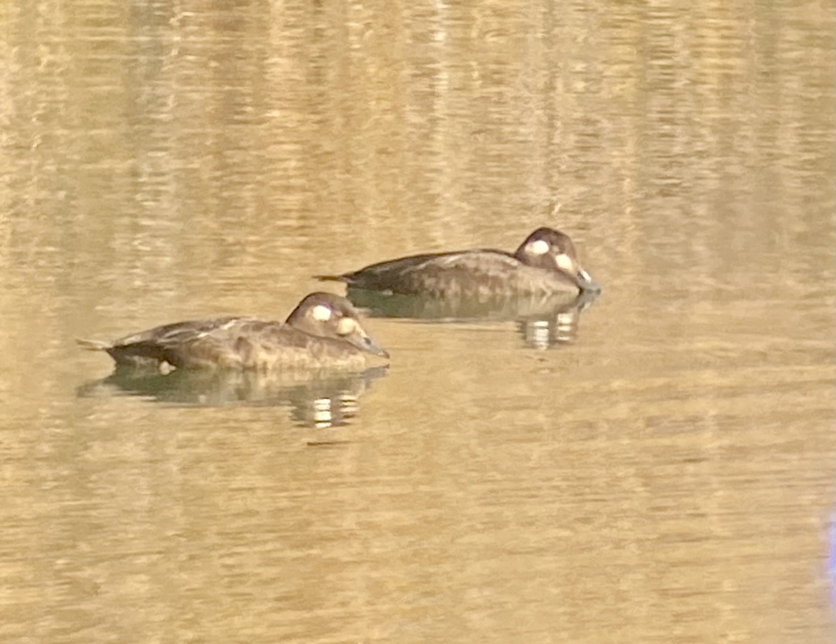White-winged Scoter - ML644625726