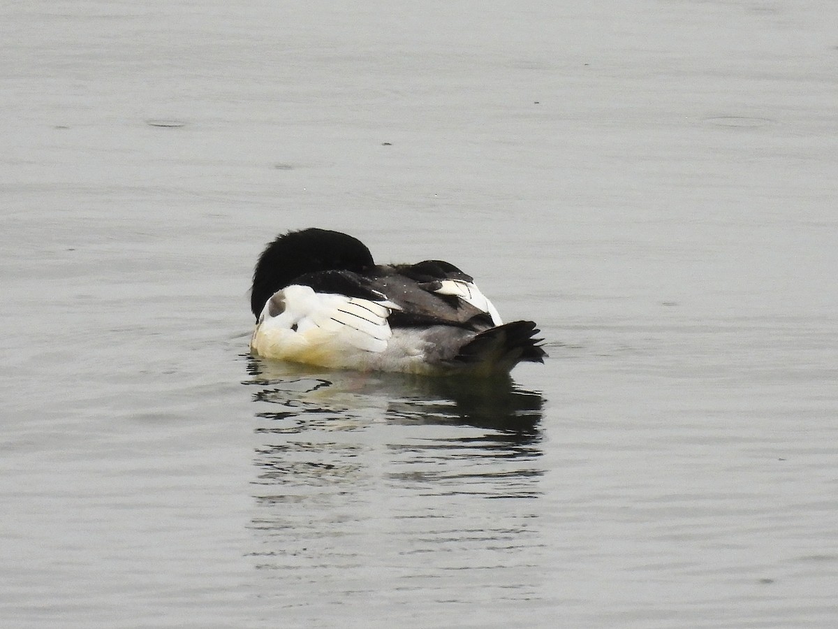 Smergo maggiore - ML644625729