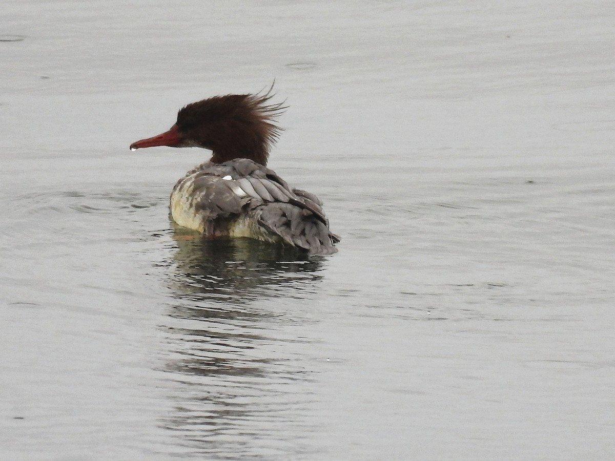 Smergo maggiore - ML644625730