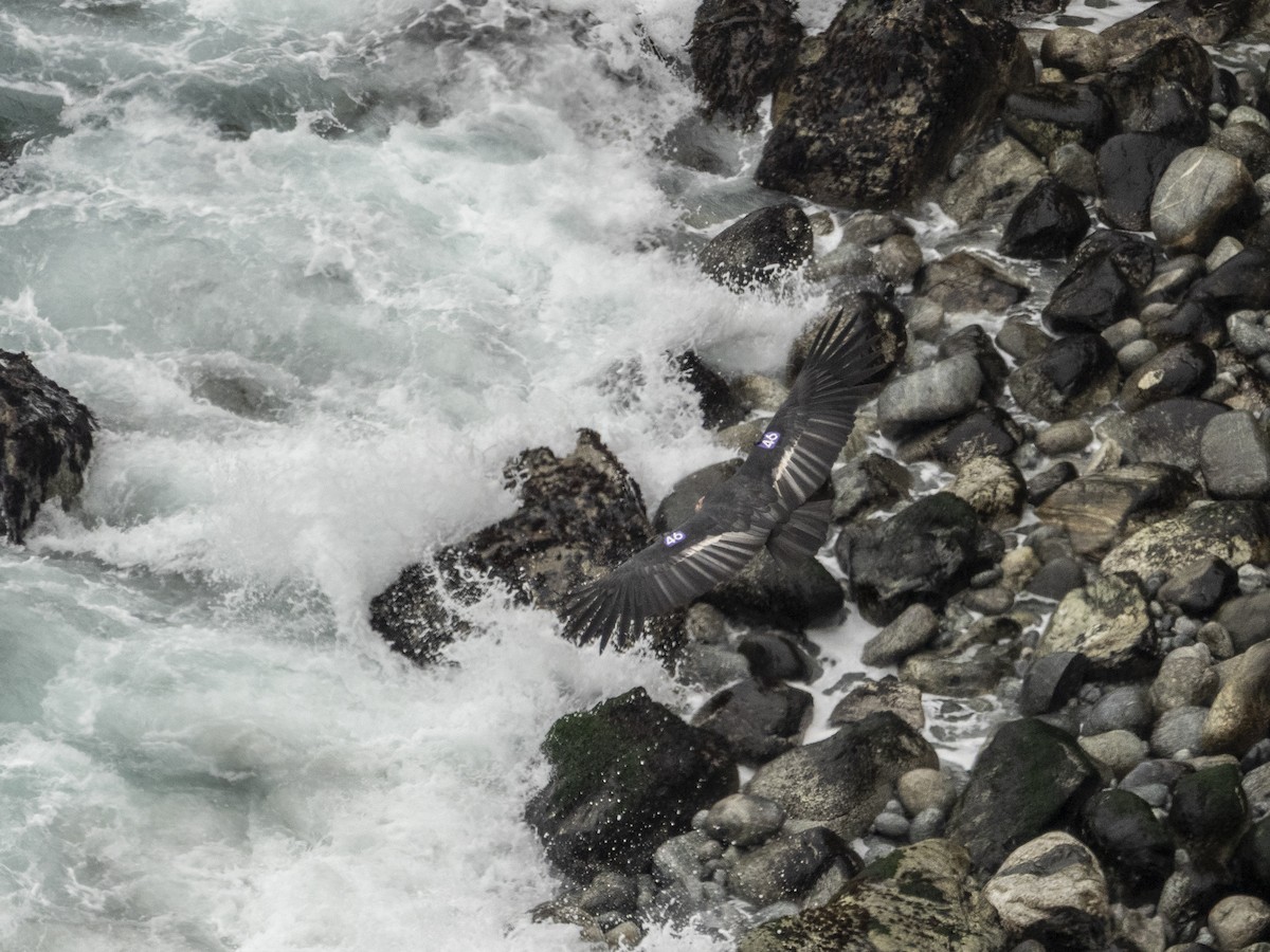 Kalifornienkondor - ML644625733